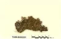 藏品(纖枝同葉苔)的圖片